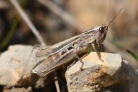 Chorthippus albomarginatus