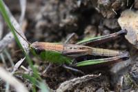 Pseudochorthippus parallelus
