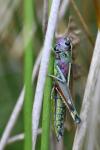 Stethophyma grossum