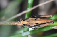 Tetrix undulata