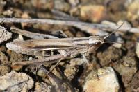 Chorthippus albomarginatus