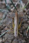 Conocephalus fuscus