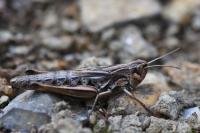 Pseudochorthippus parallelus