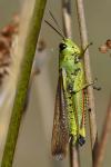 Stethophyma grossum