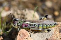 Stethophyma grossum