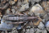 Pseudochorthippus parallelus