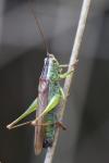 Conocephalus fuscus