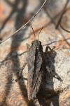Tetrix undulata