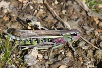 Stethophyma grossum