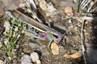 Stethophyma grossum