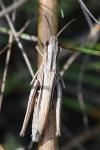 Chorthippus albomarginatus