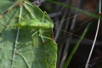 Meconema meridionale