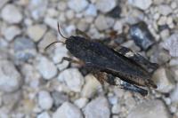 Tetrix undulata