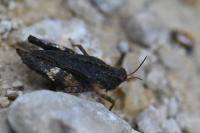 Tetrix undulata