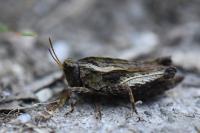 Tetrix undulata
