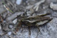 Tetrix undulata