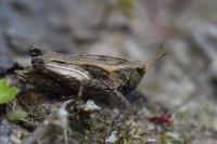 Tetrix undulata