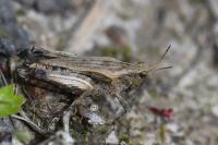 Tetrix undulata