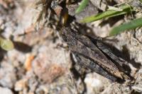 Tetrix undulata