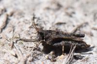 Tetrix undulata
