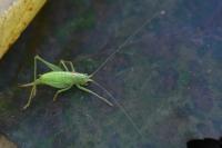 Meconema meridionale