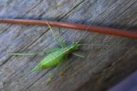Meconema meridionale