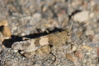 Oedipoda caerulescens