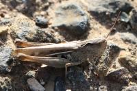 Gomphocerippus biguttulus