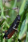 Omocestus rufipes