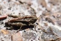Tetrix undulata