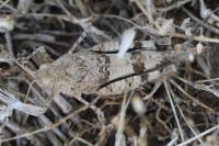 Oedipoda caerulescens