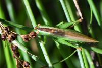 Conocephalus fuscus