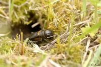 Gryllus campestris