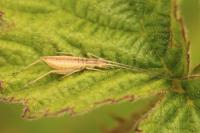 Oecanthus pellucens