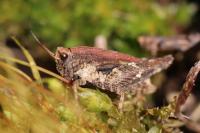Tetrix undulata