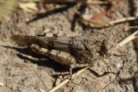 Oedipoda caerulescens
