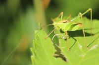 Leptophyes punctatissima