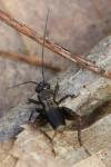 Nemobius sylvestris