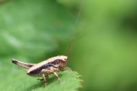 Pholidoptera griseoaptera