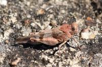 Oedipoda caerulescens