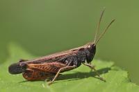 Omocestus rufipes