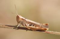 Chorthippus