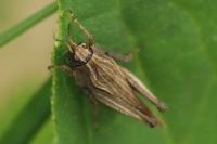 Tetrix subulata
