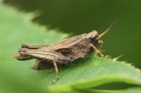 Tetrix subulata