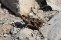 Tetrix undulata