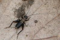 Nemobius sylvestris