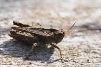 Tetrix undulata
