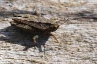 Tetrix undulata