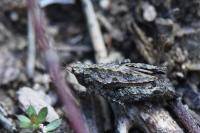 Tetrix undulata