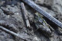 Tetrix undulata